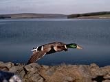 Life of Birds