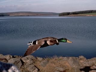 Life of Birds