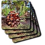 Flowers - Pine Cone - Coasters
