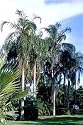 Queens Palm 5 Seeds