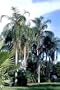 Queens Palm 5 Seeds - Cocos - Syagrus