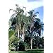 Queens Palm 5 Seeds - Cocos - Syagrus