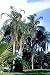 Queens Palm 5 Seeds