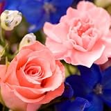 バラアレンジ　デュマン　正午までのご注文は翌日配達【配達日指定不可】お誕生日・記念日にも 翌日配達　お花屋さん 画像