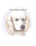 Poodle - Portrait by Cindy Farmer
