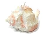 Bougie coquillage NACRE mod.08 Dimensions : 10x8x6 cm