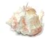 Bougie coquillage NACRE mod.08 Dimensions : 10x8x6 cm