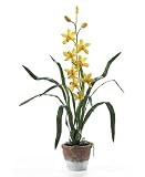 Cymbidium w / White Wash Pot: Yellow - B001DQIW1O