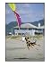 A German Shepherd Leaps for a Kite on the Beach at the Lincoln City Kite Festival, German Shepherd Photographic Poster Print by Phil Schermeister, 18x24