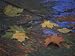 Autumn Leaves on Rainy Wet Pavement Reflecting Neon Color in Abstract Premium Photographic Poster Print