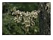 Close View of Cabbage Lungwort Lichens Hanging from a Tree Branch Photographic Poster Print by Stephen Sharnoff, 24x18