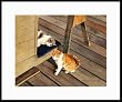 Buddy Cats by Drew Strouble