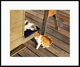 Buddy Cats by Drew Strouble