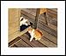 Buddy Cats by Drew Strouble