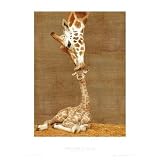 First Kiss (Giraffe with Baby) Art Poster Print - 16x20