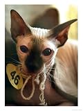 A Sphynx Petrebald Cat Looks out from a Cage at a Feline Beauty Contest Photographic Poster Print, 18x24