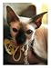   - A Sphynx Petrebald Cat Looks out from a Cage at a Feline Beauty Contest Photographic Poster Print, 18x24