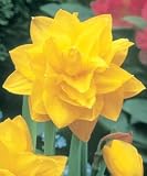Trumpet Narcissus Daffodil Bulb Dutch Master - 5 Pack