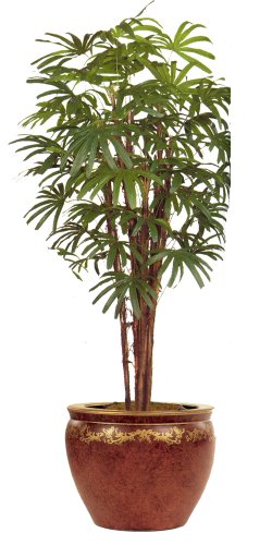 7ft RAPHIS PALM TREE/2pc