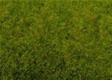 08300 - NOCH - Frühlingswiesen-Gras