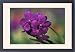 Framed Prints of Thailand, Northern from Danita Delimont