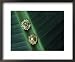 Dress Studs with Diamonds Found in Wreckage of the Spanish Galleon Nuestra Senora De La Concepcion Costume & Fashion Framed Art Poster Print by Sisse Brimberg, 22x18