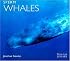 Sperm Whales