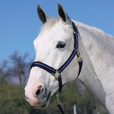 Basic 3-Ply Comfort Padded Nylon Halter w/Snap Ave