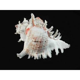 Large Murex Shell