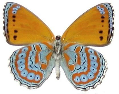 Framed Harlequin Butterfly Riker Mount (4