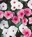 Vinca Cooler Mix - 1 Pkt. (50 seeds)