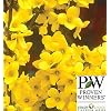Show Off Forsythia - Potted - Proven Winners