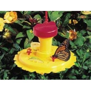 Backyard and Beyond Butterfly Feeder