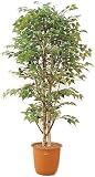 観葉植物ピュアメイト 白樺 180cm