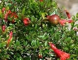 Eigenschaften tropical.garden  / Zwerg-Granatapfelbaum - Punica granatum nana 5K