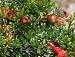 Garten & Freizeit : Zwerg-Granatapfelbaum - Punica granatum nana 5K