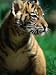 Sumatran Tiger Cub at Taronga Zoo, Sydney, Australia Photographic Poster Print by Dennis Jones, 48x64