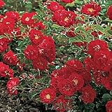 Garden Roses - Rose Red Ribbons PP#9,115