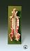 Life-size, mounted on a baseboard Shows brainstem, spinal cord and nerve branches