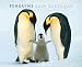 Penguins 2009 Calendar