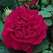 Tess Of The d'Urbervilles English Rose Bush, Five Gallon Container