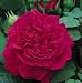 Tess Of The d'Urbervilles English Rose Bush, Five Gallon Container