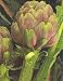 Purple Artichoke Plant - Delicious Perennial Veggie!