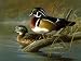 Tuftop Tempered Glass Kitchen Board, Wildlife Collection - Wood Ducks