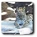Electronics : Wild animals - Leopard - Mouse Pads