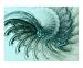 Fractal Flame 18 Emerging Artists Photographic Poster Print by Matthew T Tourtellott, 20x16