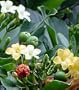 Pua kenikeni Perfume Tree 10 Seeds -Coin Flower-Fragrea