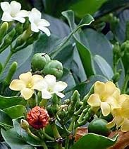 Pua kenikeni Perfume Tree 10 Seeds -Coin Flower-Fragrea