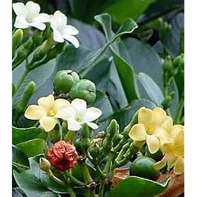 Pua kenikeni Perfume Tree 10 Seeds -Coin Flower-Fragrea
