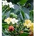 Pua kenikeni Perfume Tree 10 Seeds -Coin Flower-Fragrea